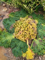 Arctopus monacanthus