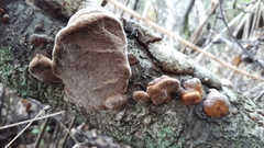 Phellinus pomaceus