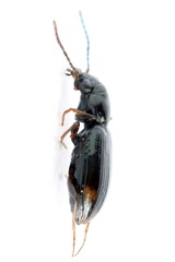 Bembidion guttula