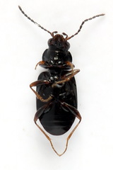 Bembidion guttula