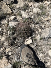 Hamatocactus hamatacanthus hamatacanthus