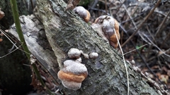 Phellinus pomaceus