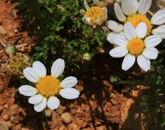 Anthemis rascheyana