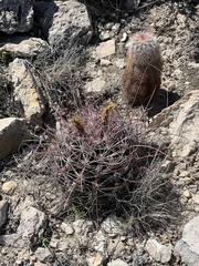 Hamatocactus hamatacanthus hamatacanthus