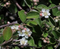 Cotoneaster nummularius