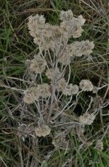 Pseudognaphalium canescens