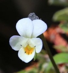 Viola modesta