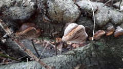 Phellinus pomaceus