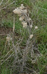 Pseudognaphalium canescens