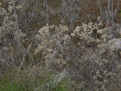 Pseudognaphalium canescens