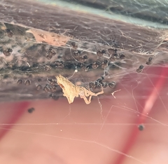 Philoponella congregabilis