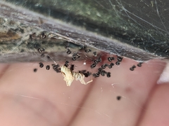 Philoponella congregabilis