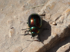 Chrysolina coerulans angelica