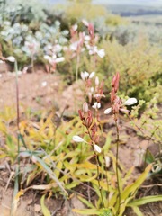 Chlorophytum graminifolium