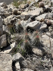 Echinocereus stramineus