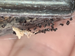 Philoponella congregabilis