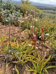 Chlorophytum graminifolium