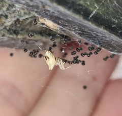 Philoponella congregabilis