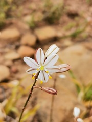 Chlorophytum graminifolium