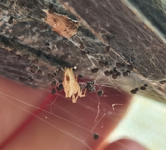 Philoponella congregabilis