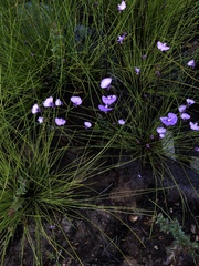 Utricularia uniflora