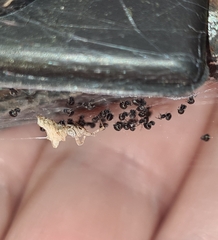 Philoponella congregabilis