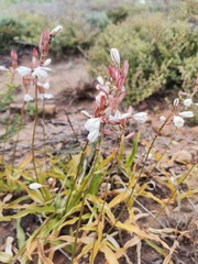 Chlorophytum graminifolium