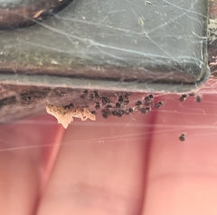 Philoponella congregabilis