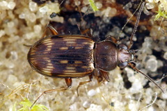 Bembidion varium
