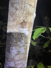 Pandercetes gracilis
