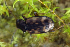 Bembidion varium