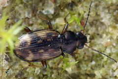 Bembidion varium