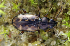 Bembidion varium