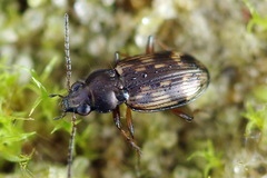 Bembidion varium
