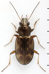 Bembidion varium