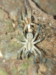 Centroctenus brevipes