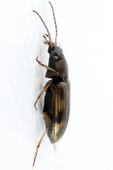 Bembidion varium