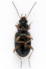 Bembidion varium
