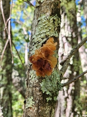 Phaeotremella foliacea