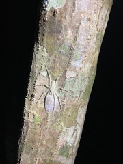 Pandercetes gracilis