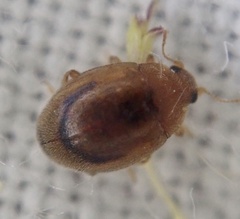 Rhyzobius litura