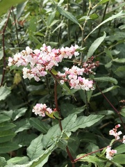 Koenigia campanulata