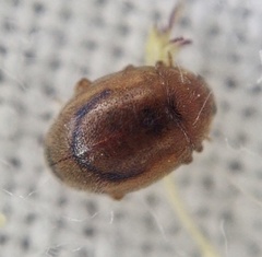 Rhyzobius litura