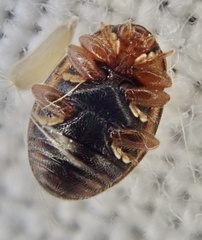 Rhyzobius litura