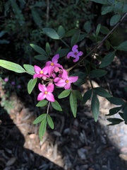 Boronia fraseri