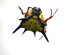 Macracantha hasselti
