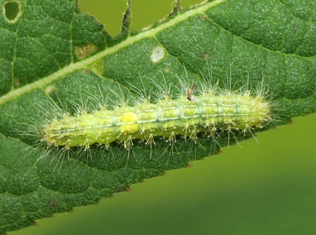 Ironweed Plume Moth