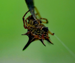 Macracantha hasselti