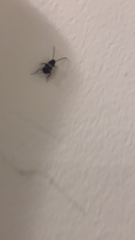 Periplaneta fuliginosa