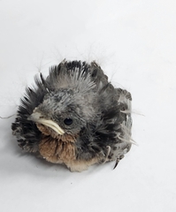 Hirundo neoxena
